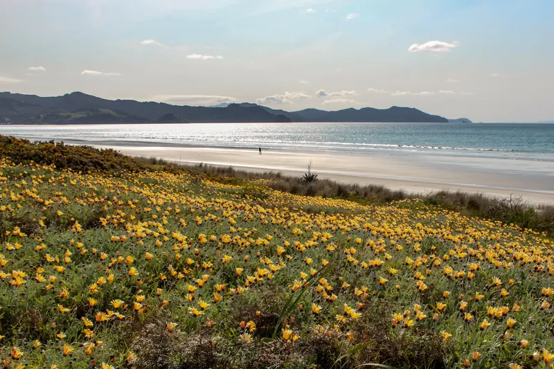 Yellow flowers on the dunes above Buffalo Beach, Whitianga, looking across Mercury Bay
